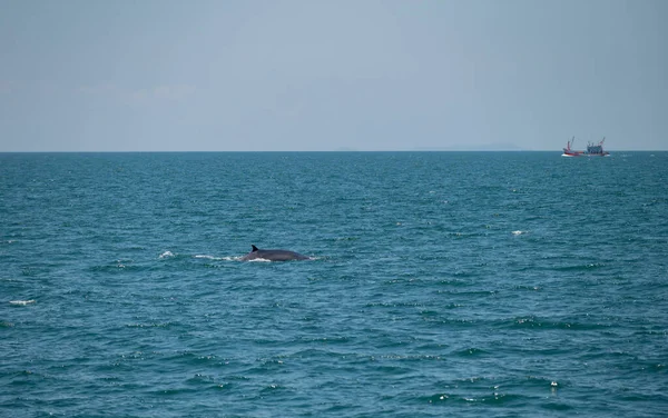 Bruda Whale Swimming Sea — Zdjęcie stockowe