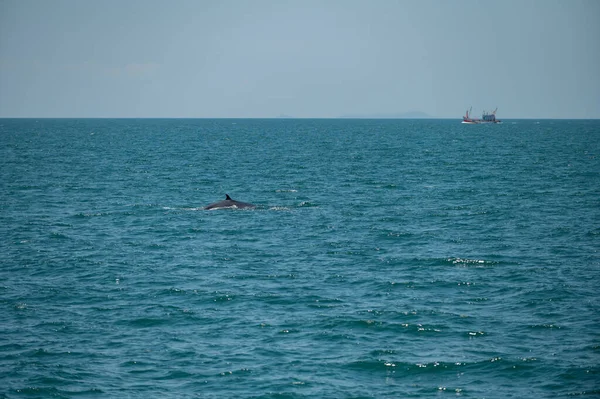 Bruda Whale Swimming Sea — Zdjęcie stockowe