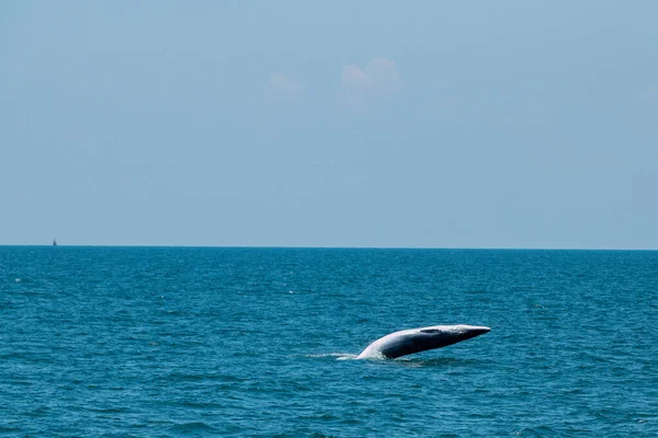 Bruda Whale Swimming Sea — Zdjęcie stockowe