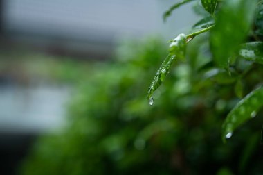 İzinli su, yeşil yaprak doğa, damlacık, yağmur