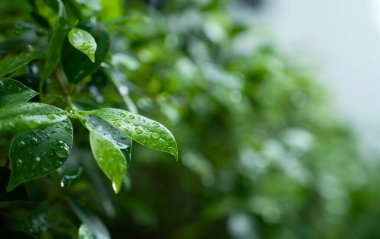 İzinli su, yeşil yaprak doğa, damlacık, yağmur