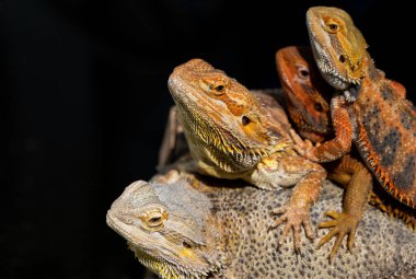 Sakallı ejderha bulanık sırtlı