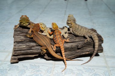 Sakallı ejderha bulanık sırtlı