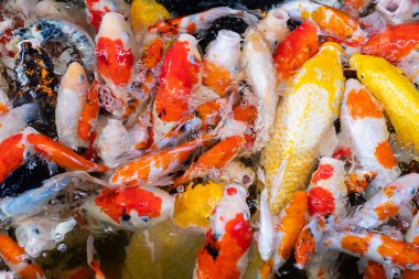 sazan balığı havuzu arka planı, renkli arka plan, süslü araba.