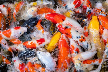 sazan balığı havuzu arka planı, renkli arka plan, süslü araba.