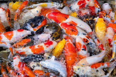 sazan balığı havuzu arka planı, renkli arka plan, süslü araba.