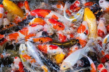 sazan balığı havuzu arka planı, renkli arka plan, süslü araba.