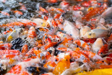 sazan balığı havuzu arka planı, renkli arka plan, süslü araba.