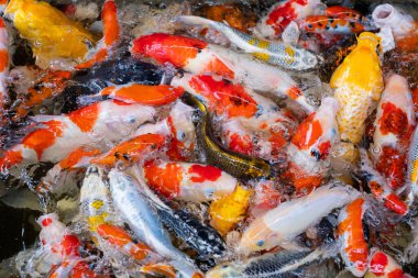 sazan balığı havuzu arka planı, renkli arka plan, süslü araba.