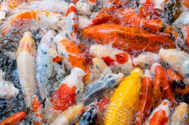 sazan balığı havuzu arka planı, renkli arka plan, süslü araba.