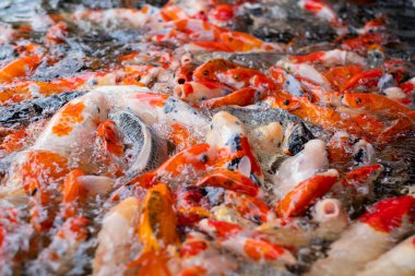 sazan balığı havuzu arka planı, renkli arka plan, süslü araba.