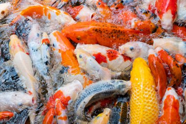 sazan balığı havuzu arka planı, renkli arka plan, süslü araba.