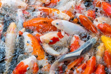 sazan balığı havuzu arka planı, renkli arka plan, süslü araba.