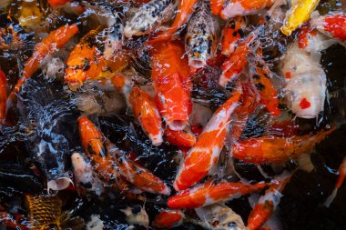 sazan balığı havuzu arka planı, renkli arka plan, süslü araba.