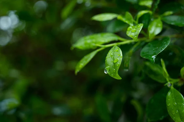 Water Leave Background Green Leaf Nature Droplet Rainning — Stock Fotó