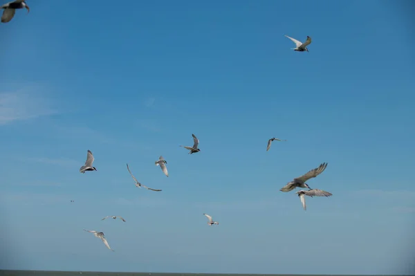 Seagull Flying — Fotografia de Stock