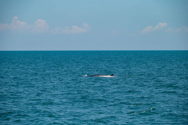 Bruda Whale Swimming Sea — Zdjęcie stockowe