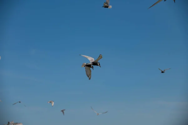 Seagull Flying — 스톡 사진