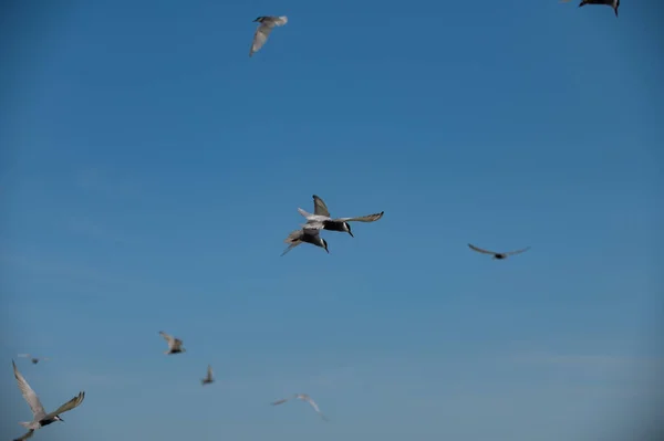 Seagull Flying — 스톡 사진