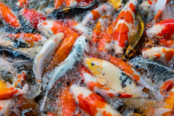 sazan balığı havuzu arka planı, renkli arka plan, süslü araba.