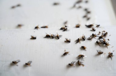 Kapana kısılmış sinekler ölüyor.
