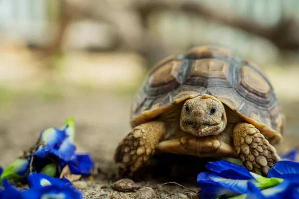 Sucata Tortoise Groun — Stockfoto