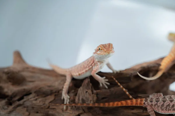 Dragón Barbudo Suelo Con Fondo Borroso — Foto de Stock