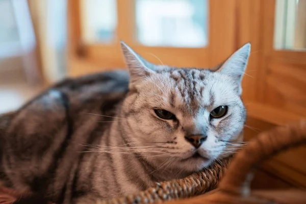 Nahaufnahme Einer Katze Auf Dem Boden Hause Anima — Stockfoto