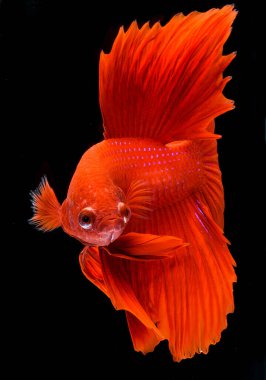 Yarım ay betta balığı, siyam balığı dövüşü, balığın hareketini yakalama, balık kuyruğunun soyut arkaplanı.