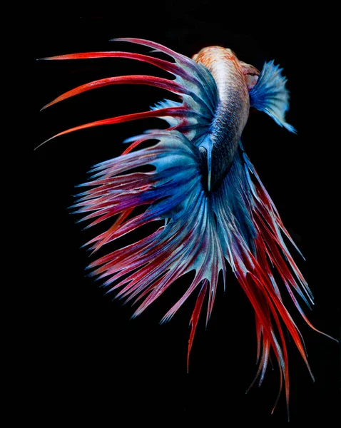 Halfmoon Betta Fish Siamese Fighting Fish Capture Moving Fish Abstract — Stock Photo, Image