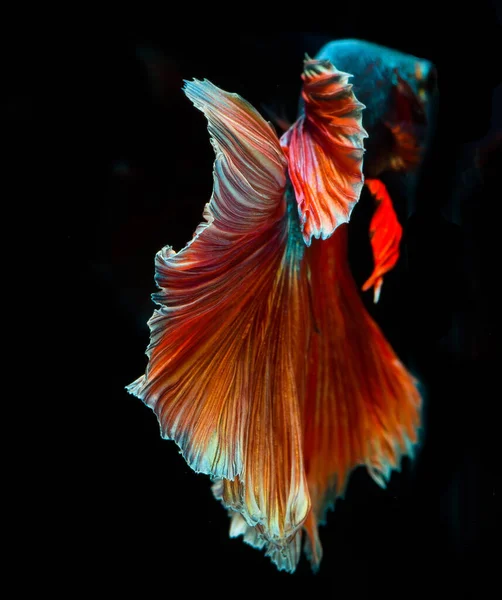 Halfmoon Betta Fish Siamese Fighting Fish Capture Moving Fish Abstract — Stock Photo, Image