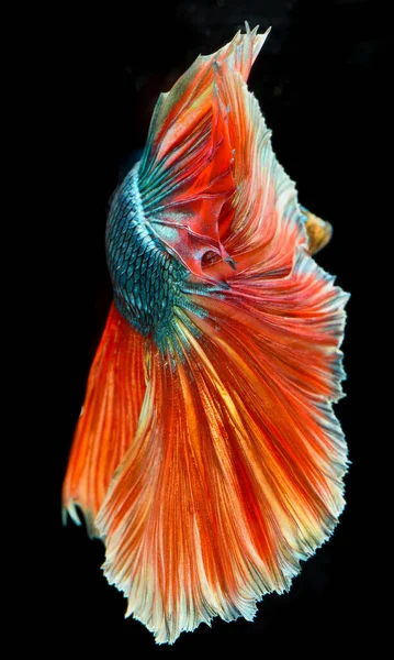 Halfmoon Betta Fish Siamese Fighting Fish Capture Moving Fish Abstract — Stock Photo, Image