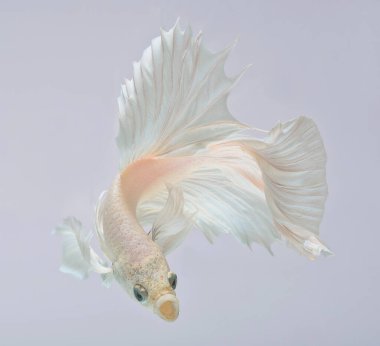 Yarım ay betta balığı, siyam balığı dövüşü, balığın hareketini yakalama, balık kuyruğunun soyut arkaplanı.