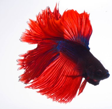 Yarım ay betta balığı, siyam balığı dövüşü, balığın hareketini yakalama, balık kuyruğunun soyut arkaplanı.