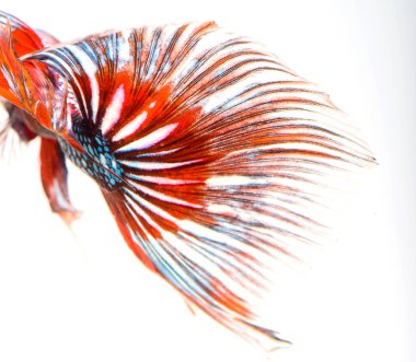 Yarım ay betta balığı, siyam balığı dövüşü, balığın hareketini yakalama, balık kuyruğunun soyut arkaplanı.