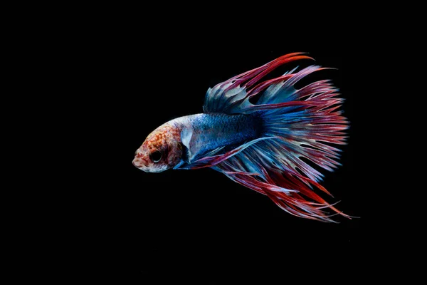 물고기 시암과 싸우는 물고기 물고기의 움직임 물고기 꼬리의 추상적 — 스톡 사진