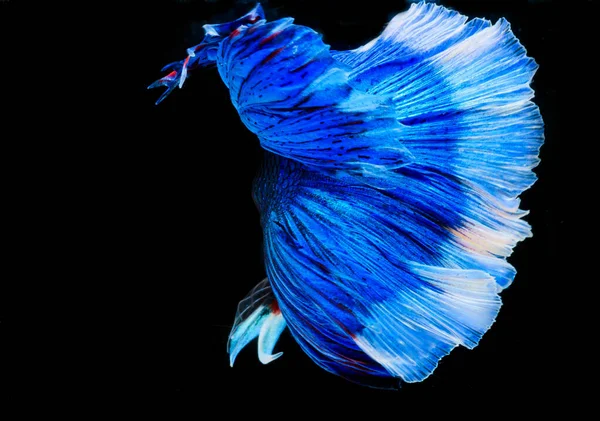 Halfmoon Betta Fish Siamese Fighting Fish Capture Moving Fish Abstract — Stock Photo, Image