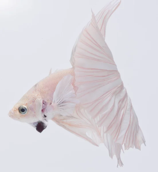 Półksiężyc Betta Fish Ryba Walcząca Syjamami Uchwytywanie Ruchów Ryb Abstrakcyjne — Zdjęcie stockowe