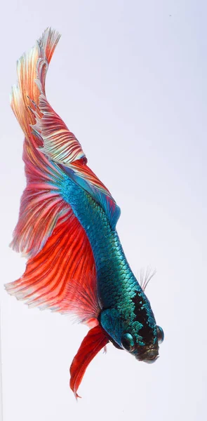 Halbmond Beta Fische Siamesische Kampffische Fangen Von Fischbewegungen Abstrakter Hintergrund — Stockfoto