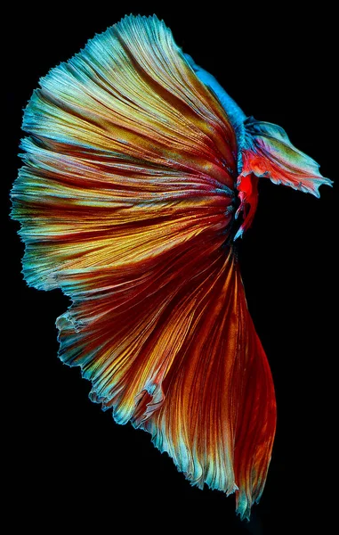 Напівмісячна Риба Бета Сиамська Риба Захоплення Переміщення Риби Абстрактний Фон — стокове фото