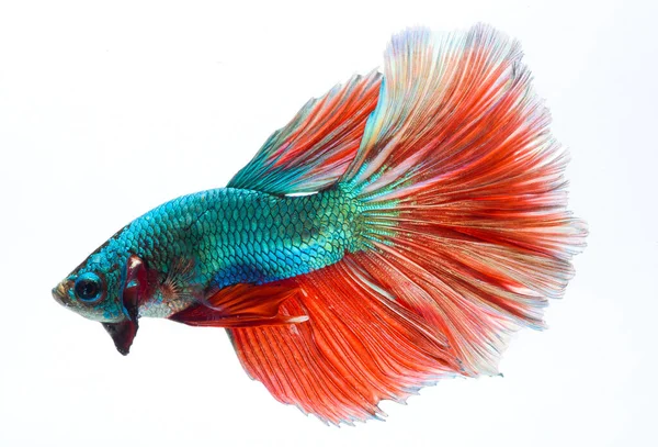 Halfmoon Betta Fish Siamese Fighting Fish Capture Moving Fish Abstract — Stock Photo, Image