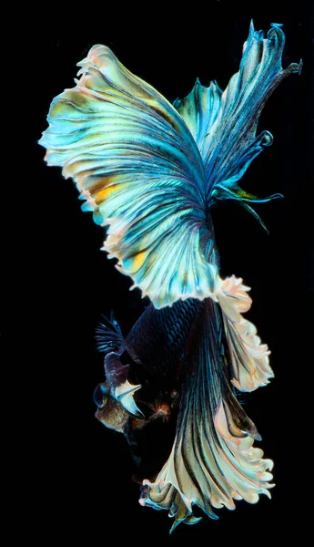Напівмісячна Риба Бета Сиамська Риба Захоплення Переміщення Риби Абстрактний Фон — стокове фото