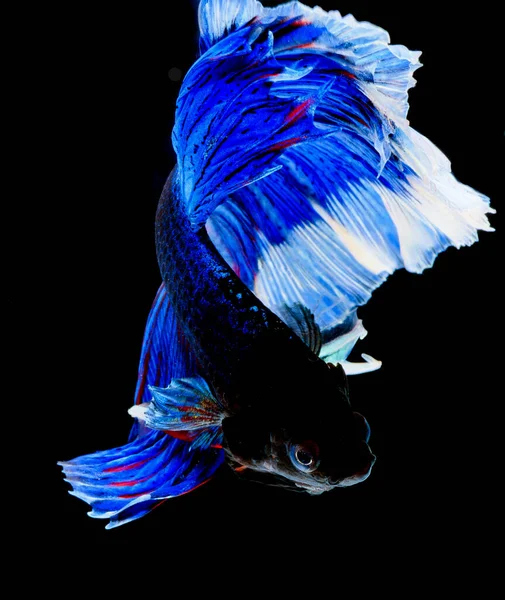 半月べった魚 魚との戦い 魚の捕獲 魚尾の抽象的な背景 — ストック写真