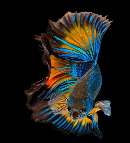 Halfmoon Betta Fish Siam Fighting Fish Capture Moving Fish Abstract — Stok Foto