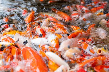 sazan balığı havuzu arka planı, renkli arka plan, süslü araba.