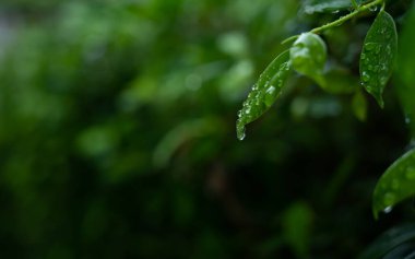 İzinli su, yeşil yaprak doğa, damlacık, yağmur