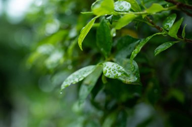 İzinli su, yeşil yaprak doğa, damlacık, yağmur