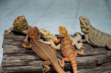 Sakallı ejderha bulanık sırtlı