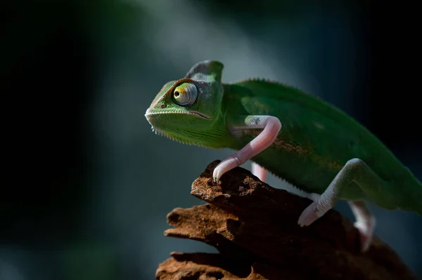 Chameleon Blur Background Predato — Stock Photo, Image