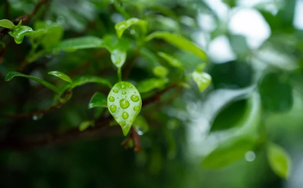 Água Fundo Licença Natureza Folha Verde Gotas Chuvas — Fotografia de Stock